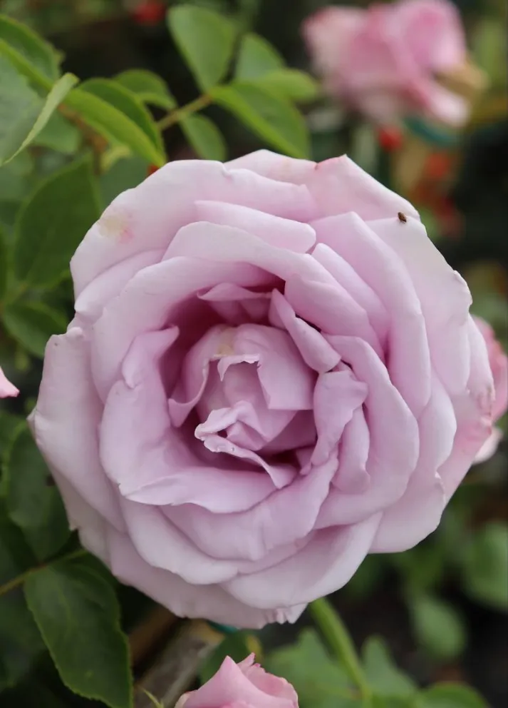 Rosa 'Indigoletta Climber'