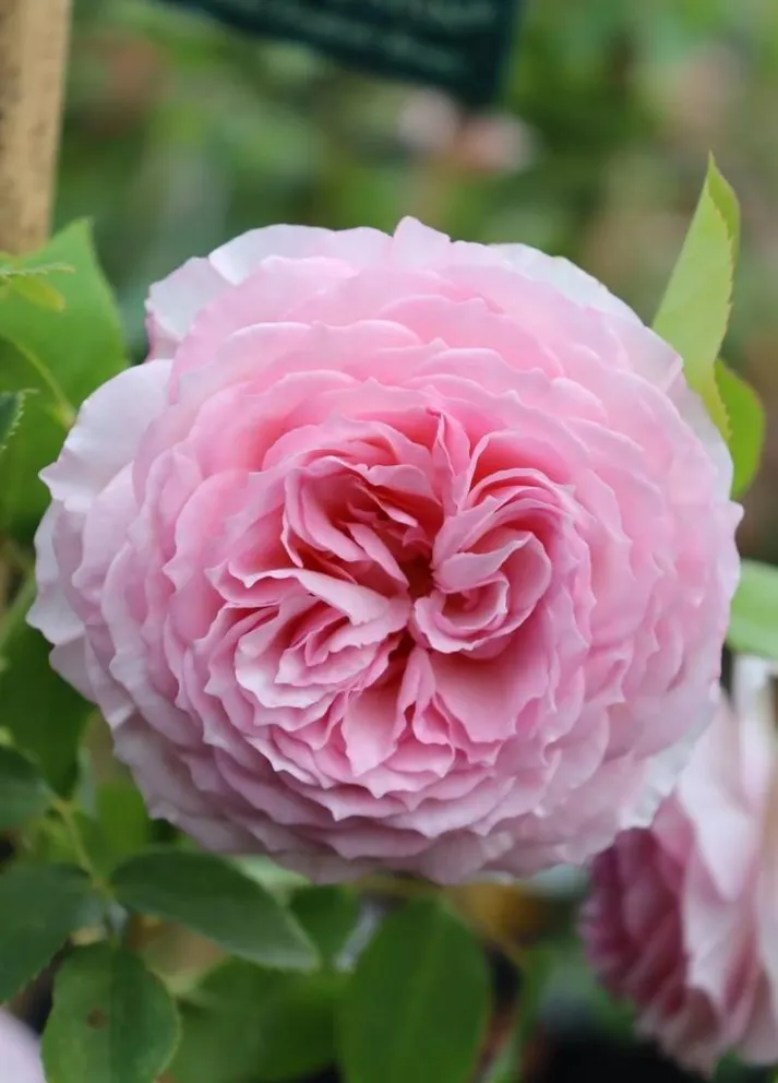 Rosa 'James Galway'