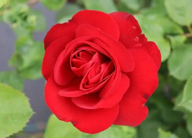 Rosa 'Lilly Marleen'