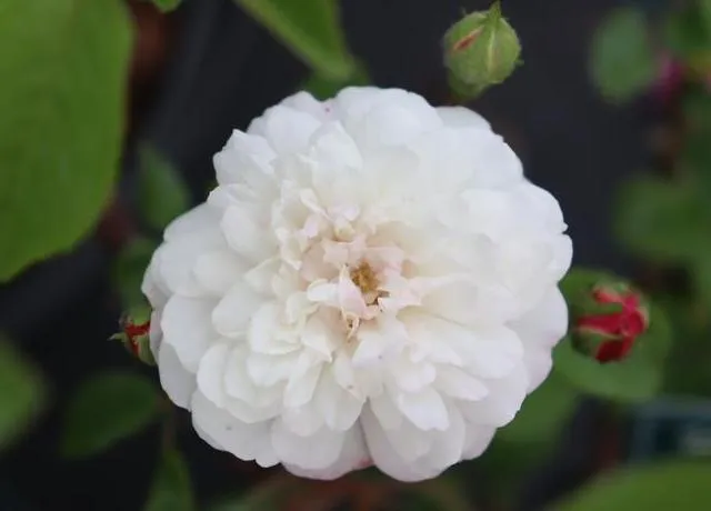 Rosa 'Little White Pet'