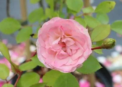 Rosa 'Mini Eden Rose' (r)
