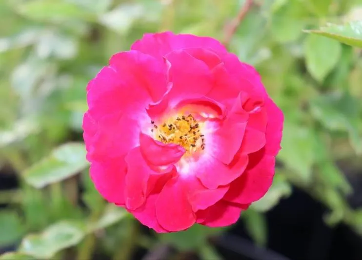 Rosa 'Matchpoint' ®