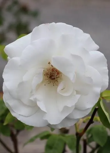 Rosa 'Maria Mathilda' (r)