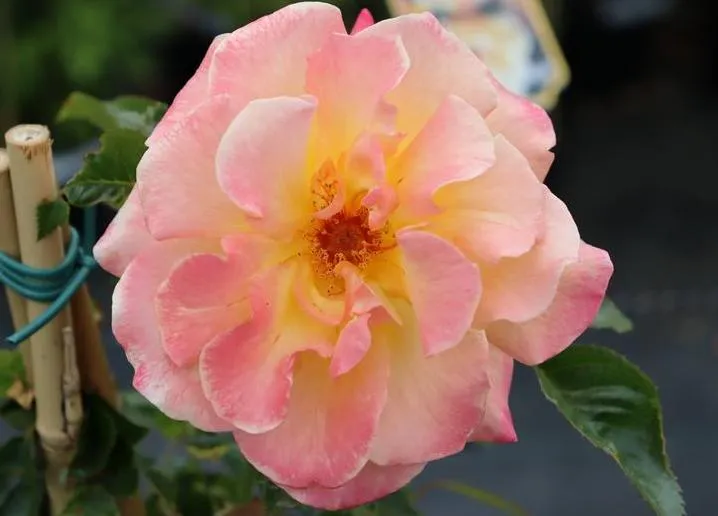 Rosa 'Moonlight' (r)