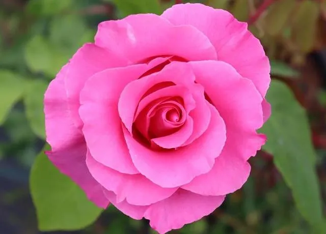 Rosa 'The Mac Cartney Rose'