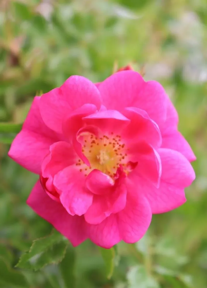 Rosa 'Neon' (r)