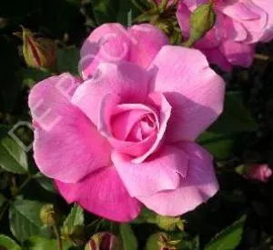 Rosa 'Old Blush'