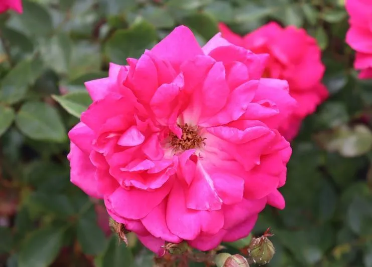 Rosa 'Pink Cloud'