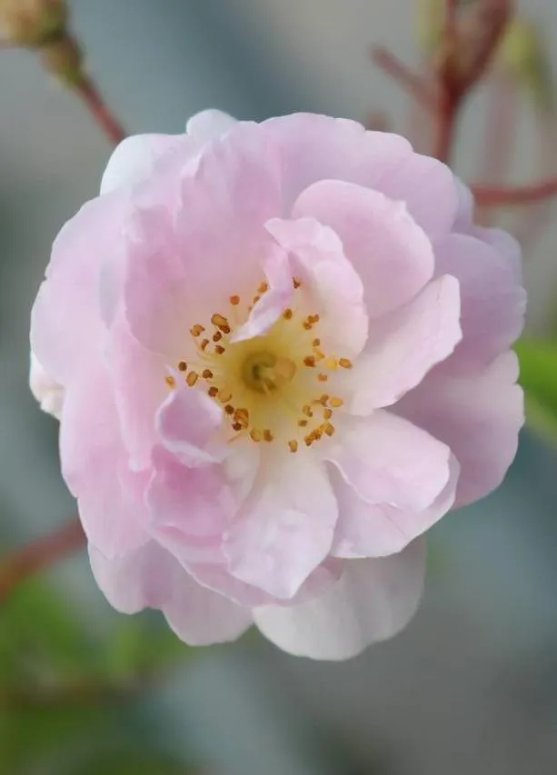 Rosa 'Paul's Himalayan Musk'