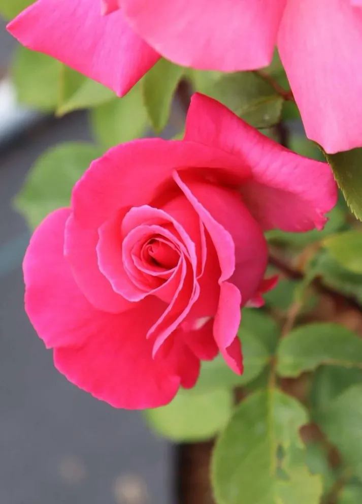 Rosa 'Prima Ballerina'