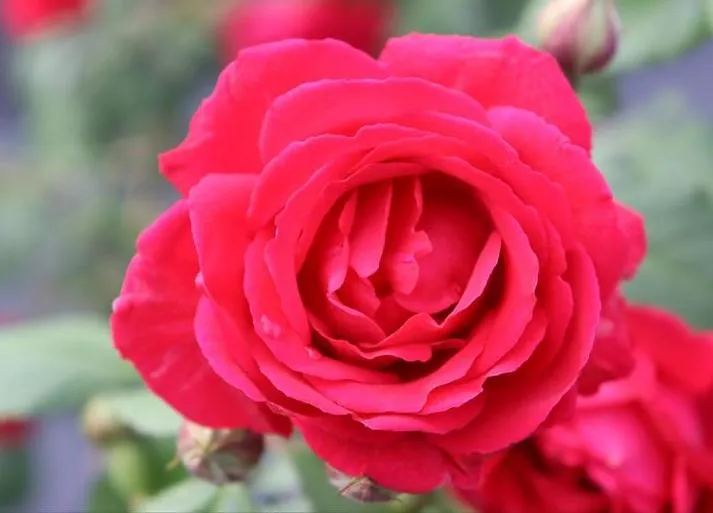 Rosa 'Paul's Scarlet Climber'