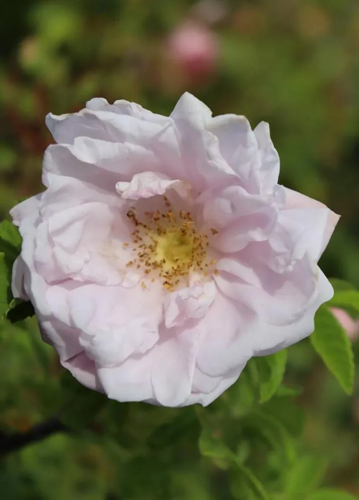Rosa rugosa 'Snow Pavement' (R)