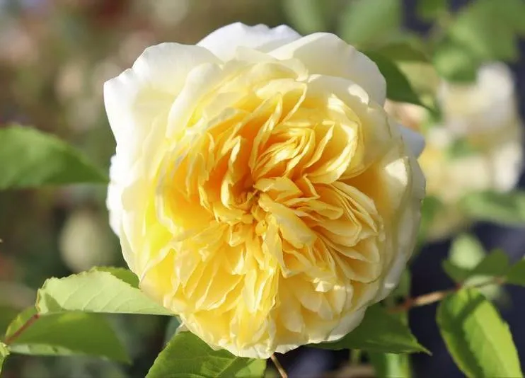 Rosa 'The Pilgrim'
