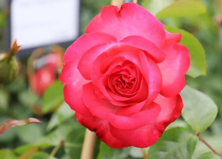 Rosa 'Antike 89' (R)