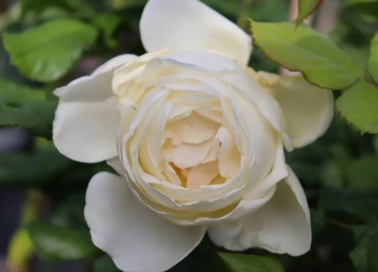 Rosa 'Uetersener Klosterrose'