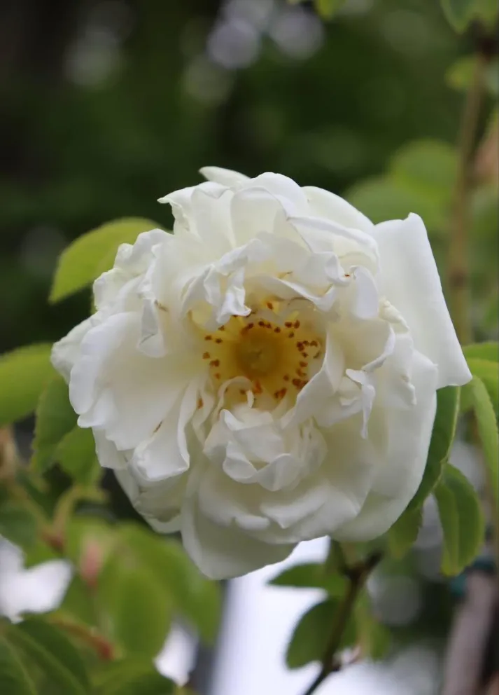Rosa 'Alba Suaveolens'