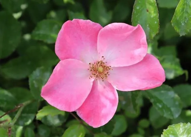 Rosa 'Fortuna'