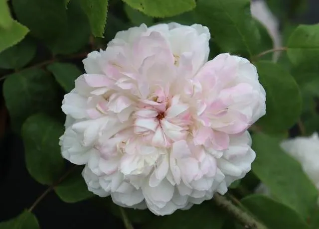 Rosa 'Weisse Jacques Cartier'