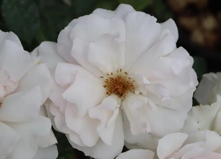 Rosa 'A Whiter Shade of Pale'