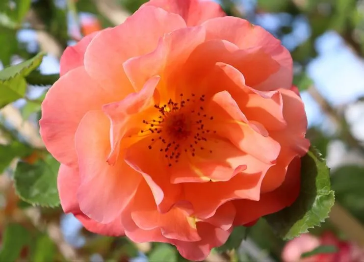 Rosa 'Westerland' (r)