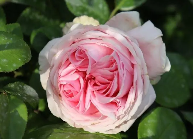 Rosa 'Wellenspiel'(R)