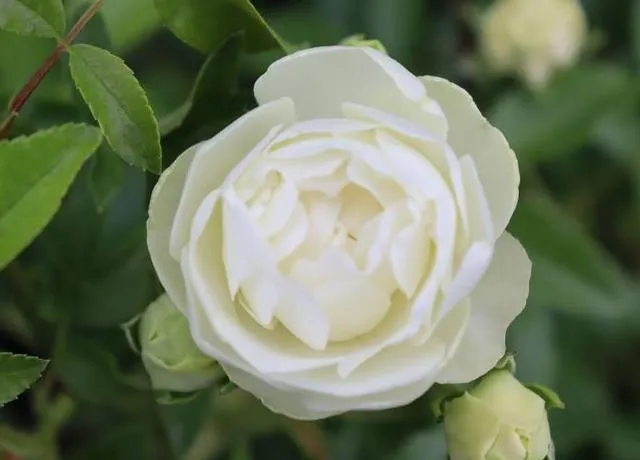Rosa 'White Morsdag'