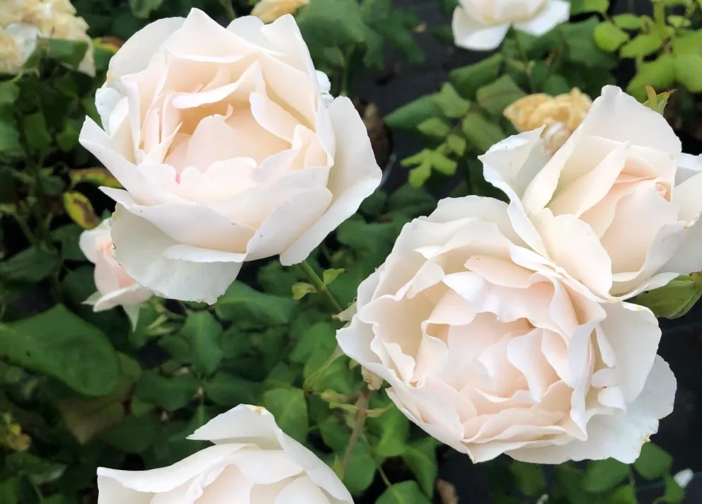 Rosa 'White Queen Elisabeth'