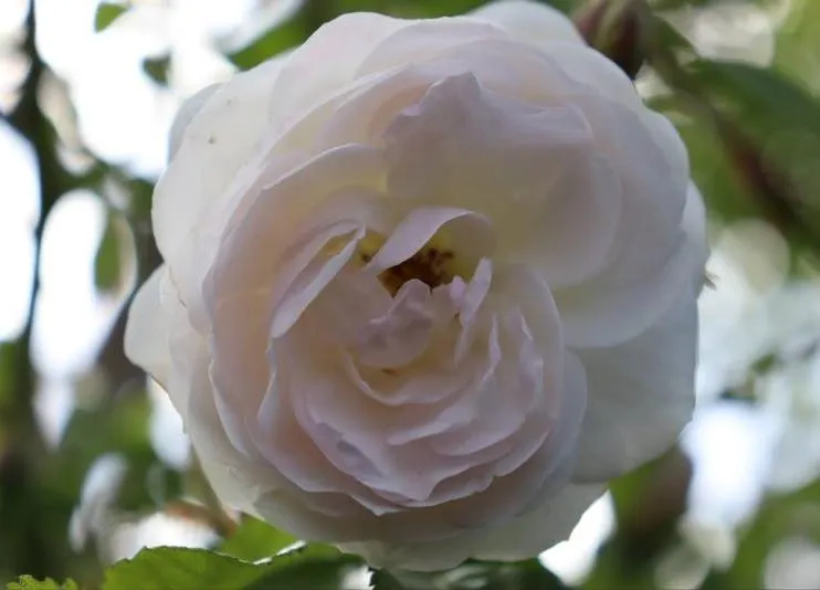 Rosa 'Neige d'Eté'