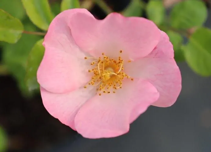 Rosa 'Bingo Meidiland'