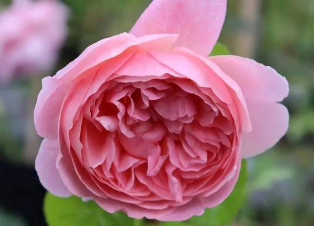 Rosa 'Strawberry Hill'®