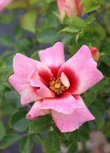 Rosa 'Bravo Babylon Eyes'