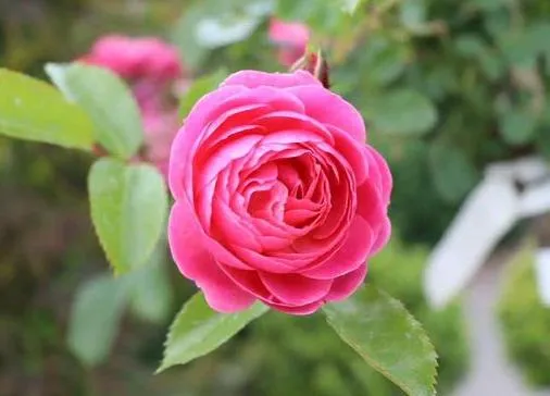 Rosa 'Walferdange'