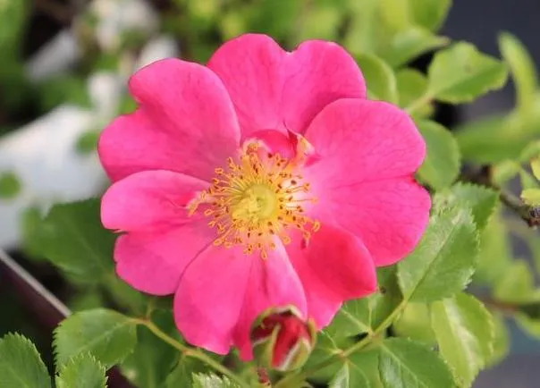 Rosa 'Bijenweelde Roze'(R)
