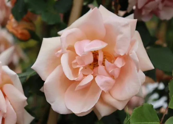 Rosa 'Climbing Mr Paul Lédé'