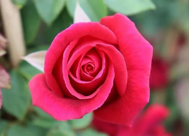 Rosa 'Crimson Glory'