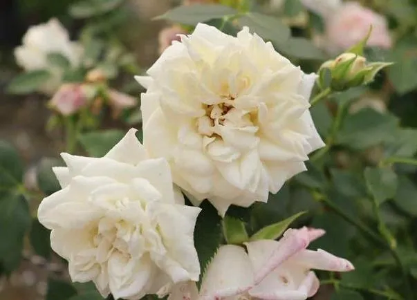 Rosa 'Honeymilk'®