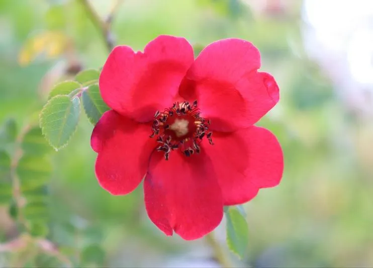 Rosa moyesii 'Geranium'