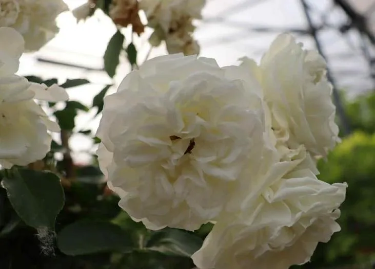 Rosa 'White Meidiland'®