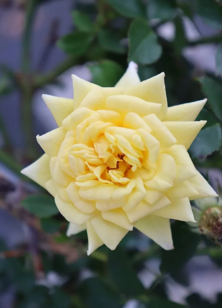Rosa 'Yellow Meidiland'®