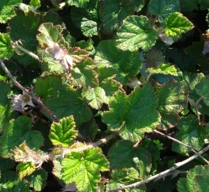 Rubus tricolor 'Betty Ashburner'