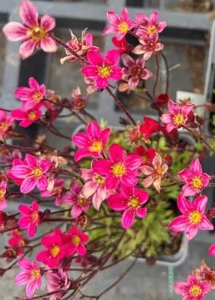 Saxifraga arendsii 'Lofty Dark Rose Shades'