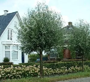 Salix alba 'Liempde'