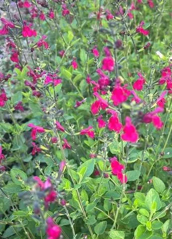Salvia greggii 'Cherry Lips' ®