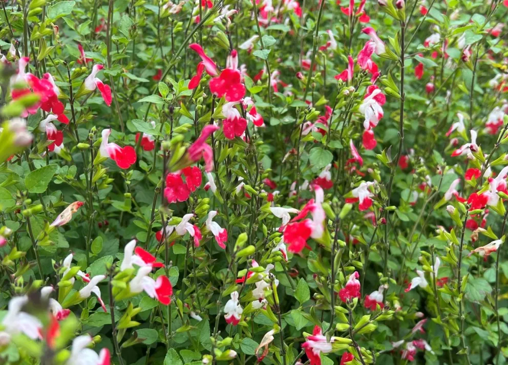 Salvia microphylla 'Hot Lips'