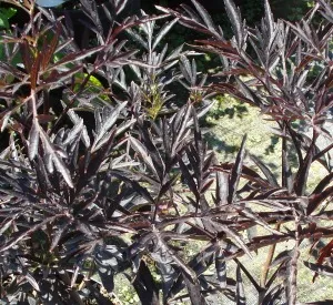 Sambucus nigra 'Black Lace'