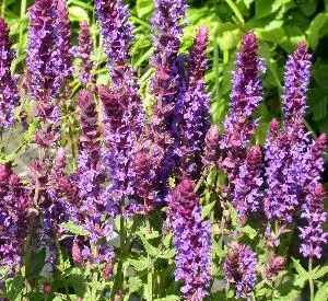 Salvia nemorosa 'Negrito'