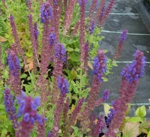 Salvia nemorosa 'Tänzerin'