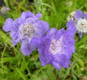 Scabiosa caucasica 'Stäfa'