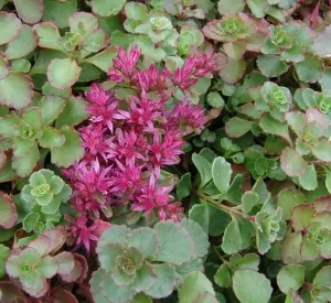 Sedum spurium 'Coccineum'