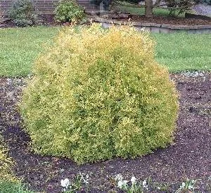 Thuja occidentalis 'Rheingold'